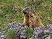 05 Marmotta  in sentinella fischiante